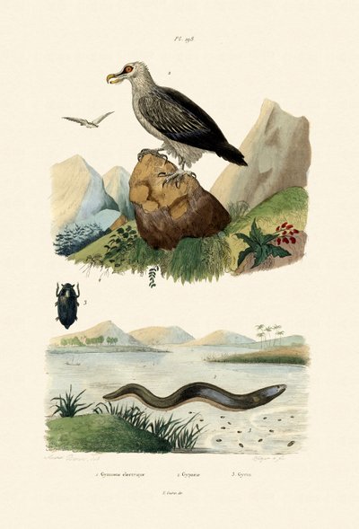 Electric Eel by French School